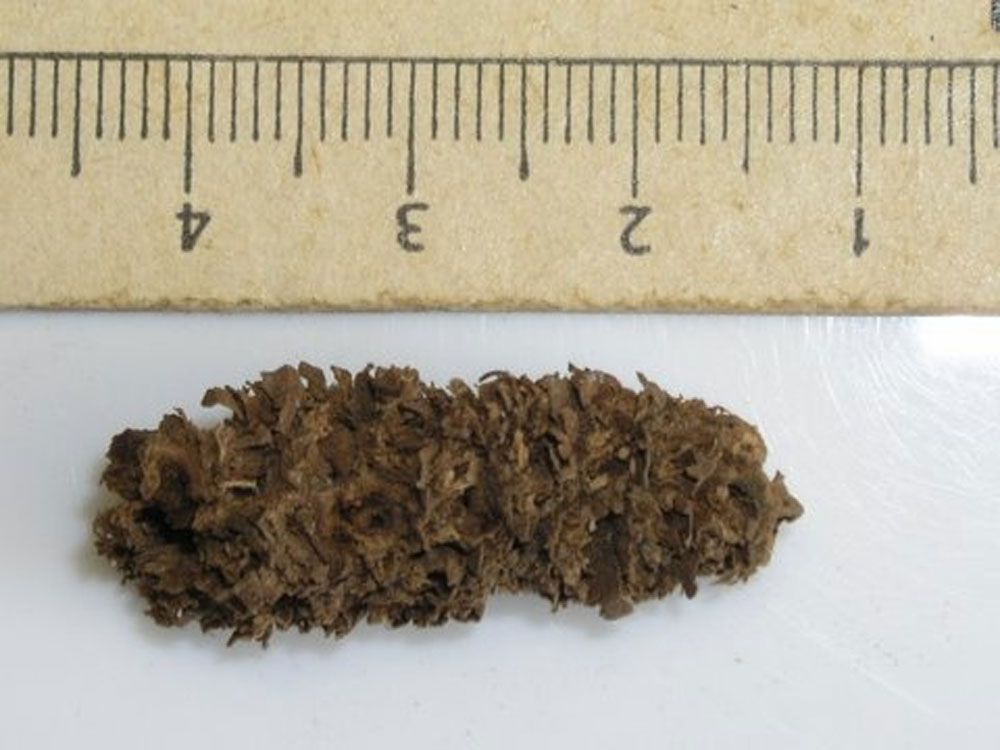 Evidence for Oldest Popcorn in South America Discovered Live Science