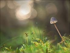 a magic mushroom in nature.