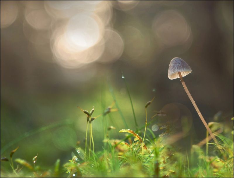 a magic mushroom in nature.