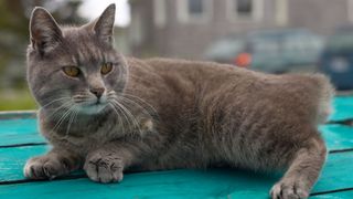 silvery striped cat lying on a picnic table, he has no tail