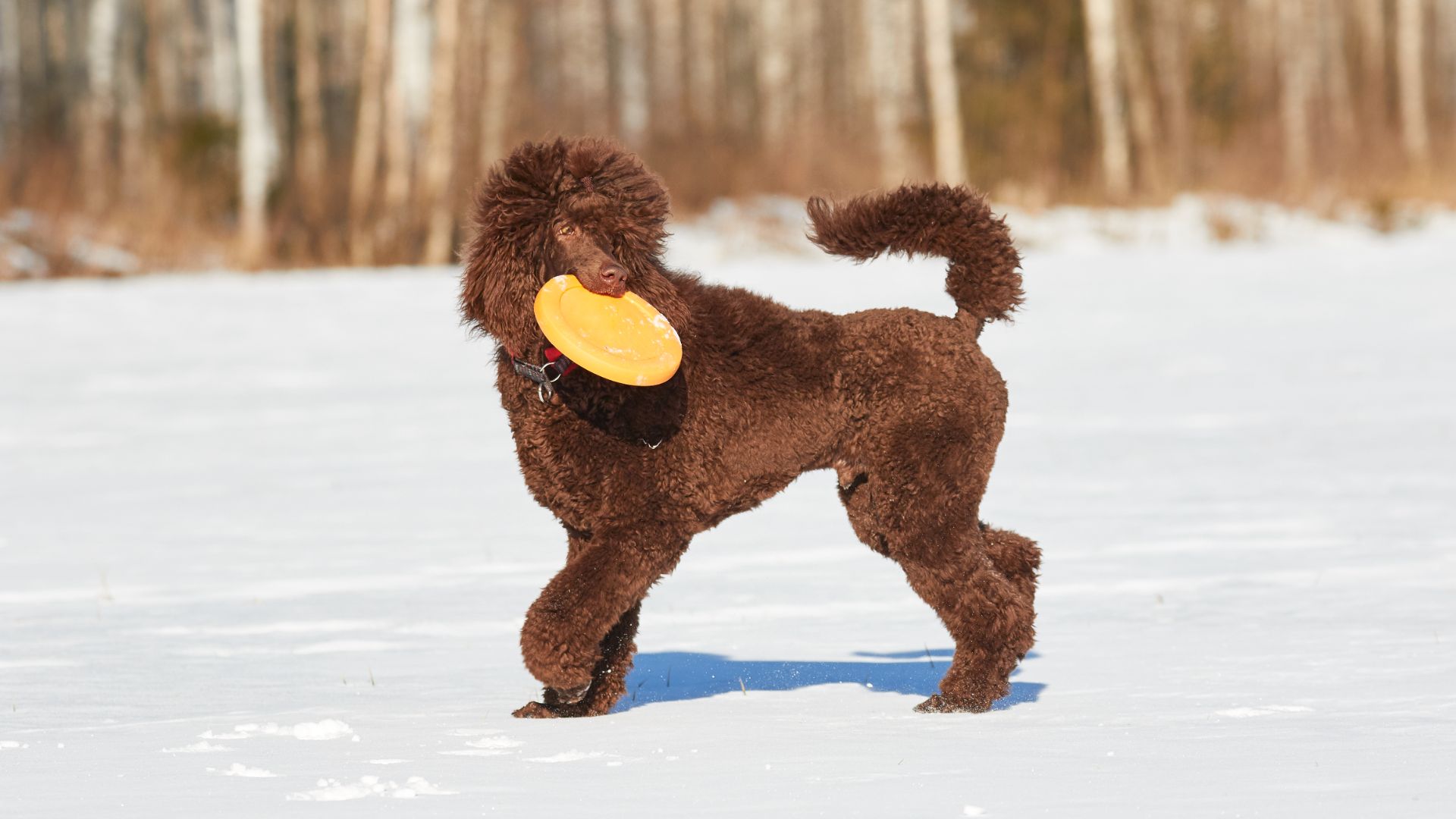 poodle playing with a frisbee in the snow