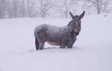 stranded-donkey.jpg