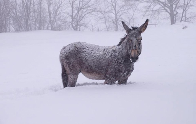 stranded-donkey.jpg