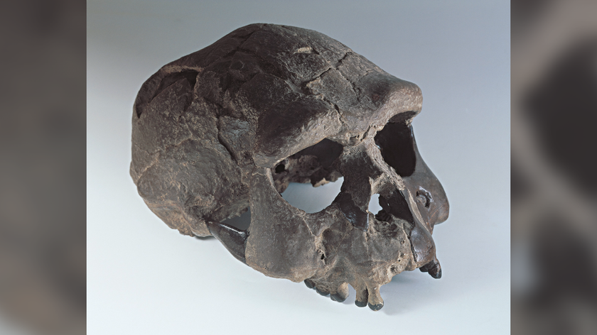 fragmentary skull of Homo erectus