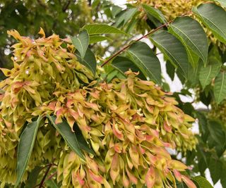 Tree of heaven, Ailanthus altissima, with green leaves and unusual yellow-red flowers and seedpods