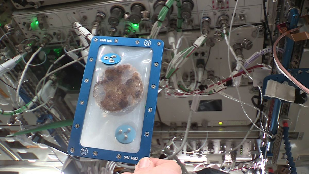 The second of five DoubleTree by Hilton chocolate chip cookies is seen after being baked using Zero G Kitchen and Nanoracks&#039; Zero G Oven aboard the International Space Station. 