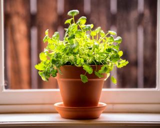 Cilantro growing on a windowsill