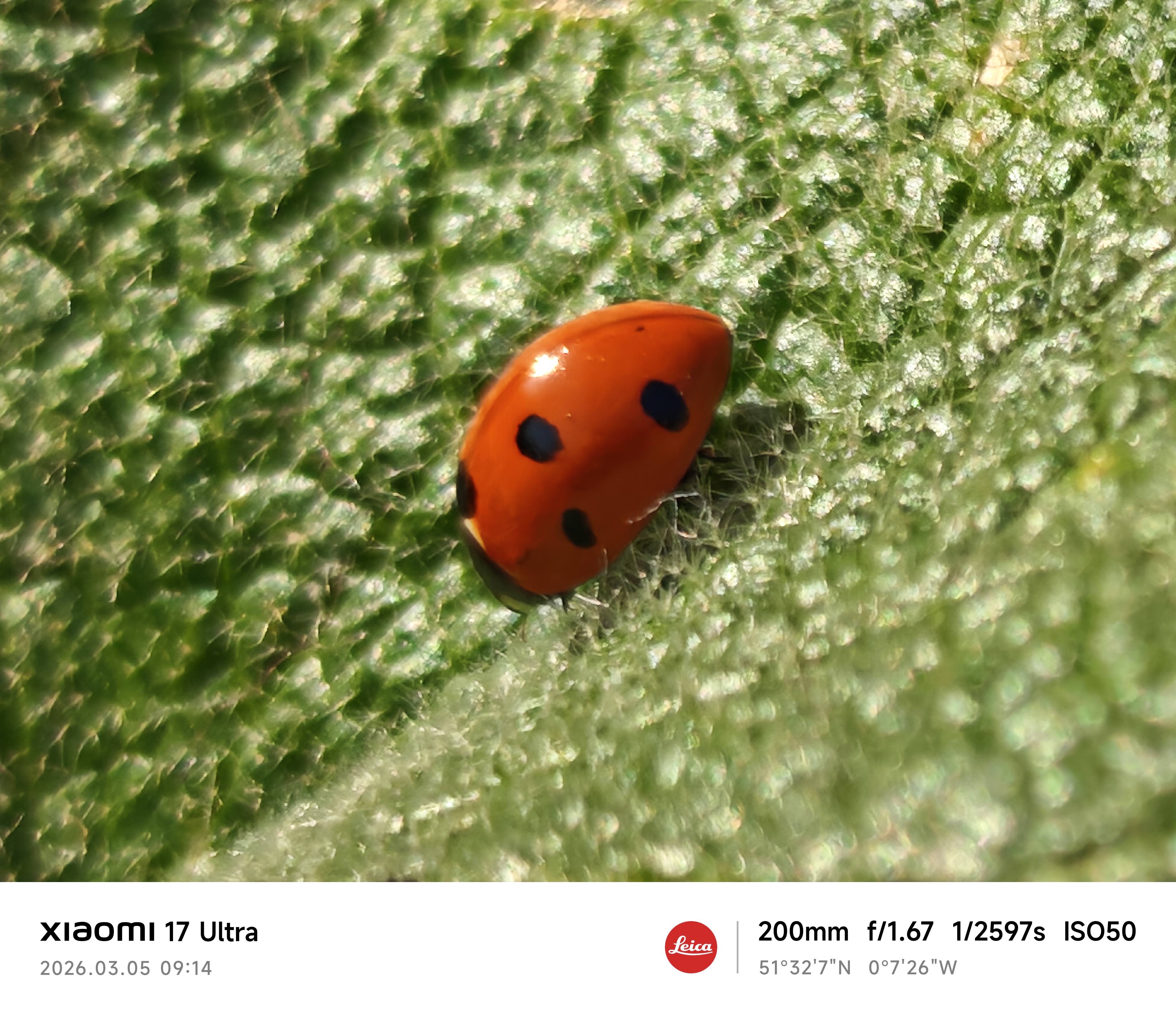 Xiaomi 17 Ultra camera sample ladybird macro zoom 8.6x