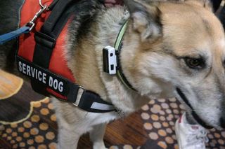 Jagger & Lewis Smart Dog Collar