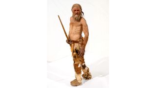 Reconstructed model of Ötzi, the Iceman, in the South Tyrol Archeological Museum (Museo Archeologico dell'Alto Adige), Bolzano, Italy.