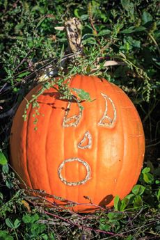 Orange Pumpkin With Face In Garden