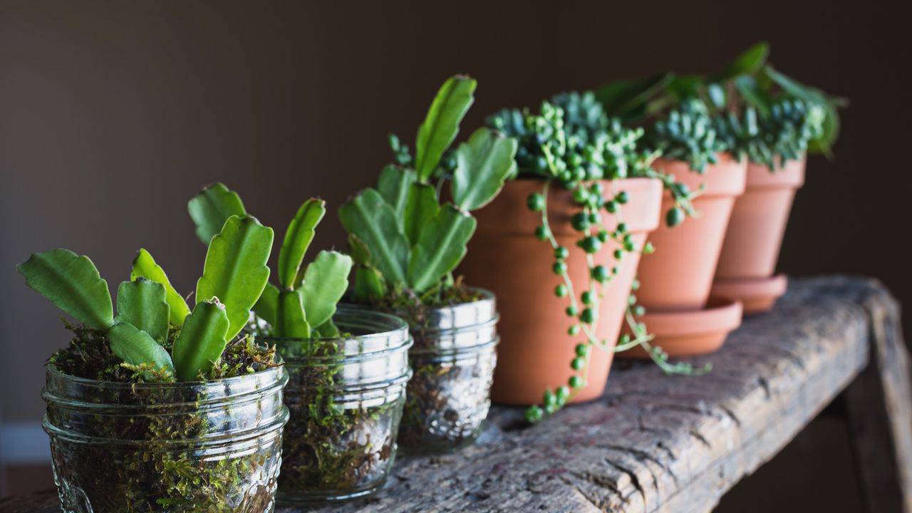 Christmas cactus cuttings in moss on wooden shelf