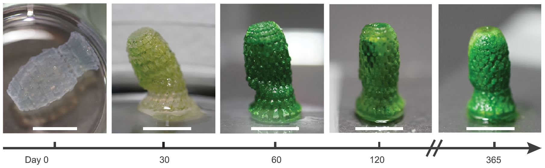 Series of pictures showing the evolution of a new living material over 400 days. The material becomes more rigid and greener over time.