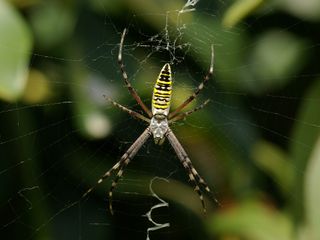sexual cannibalism, spider sex, argiope bruehhichi, orb web spider, eating mate after sex, parental investment,