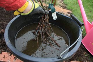 plant a bare root tree