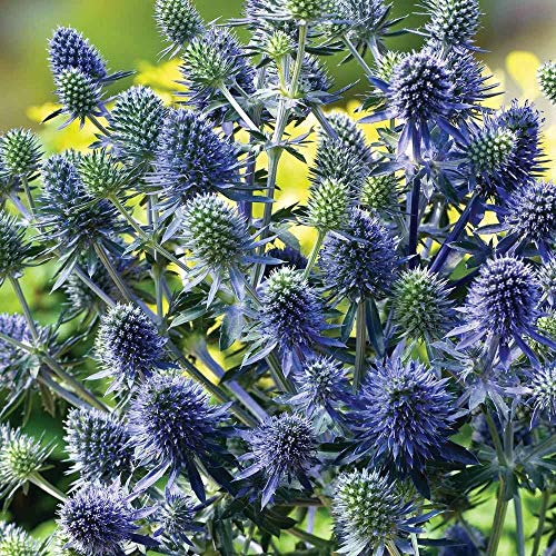 2 X 1 Litre Pots of Eryngium Planum Sea Holly Plants - Blue Flowering - 2 X 1 Litre Pots