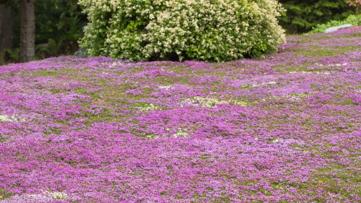 レッド・クリーピング・タイムの芝生が話題になっているが、芝生よりもはるかにメンテナンスの手間がかからない