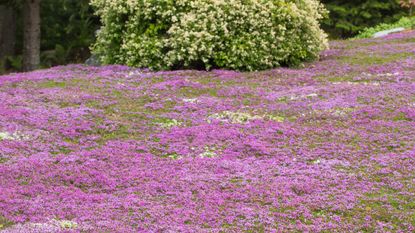Red creeping thyme lawn