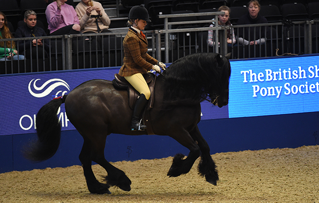 Waterside Black Prince, exhibited by Tanya Shields for the owner Tanya Shields; during the BSPS Ridden M&amp;amp;M Championship at the Olympia International Horse Show at Olympia, London, UK; on 19 th December 2016