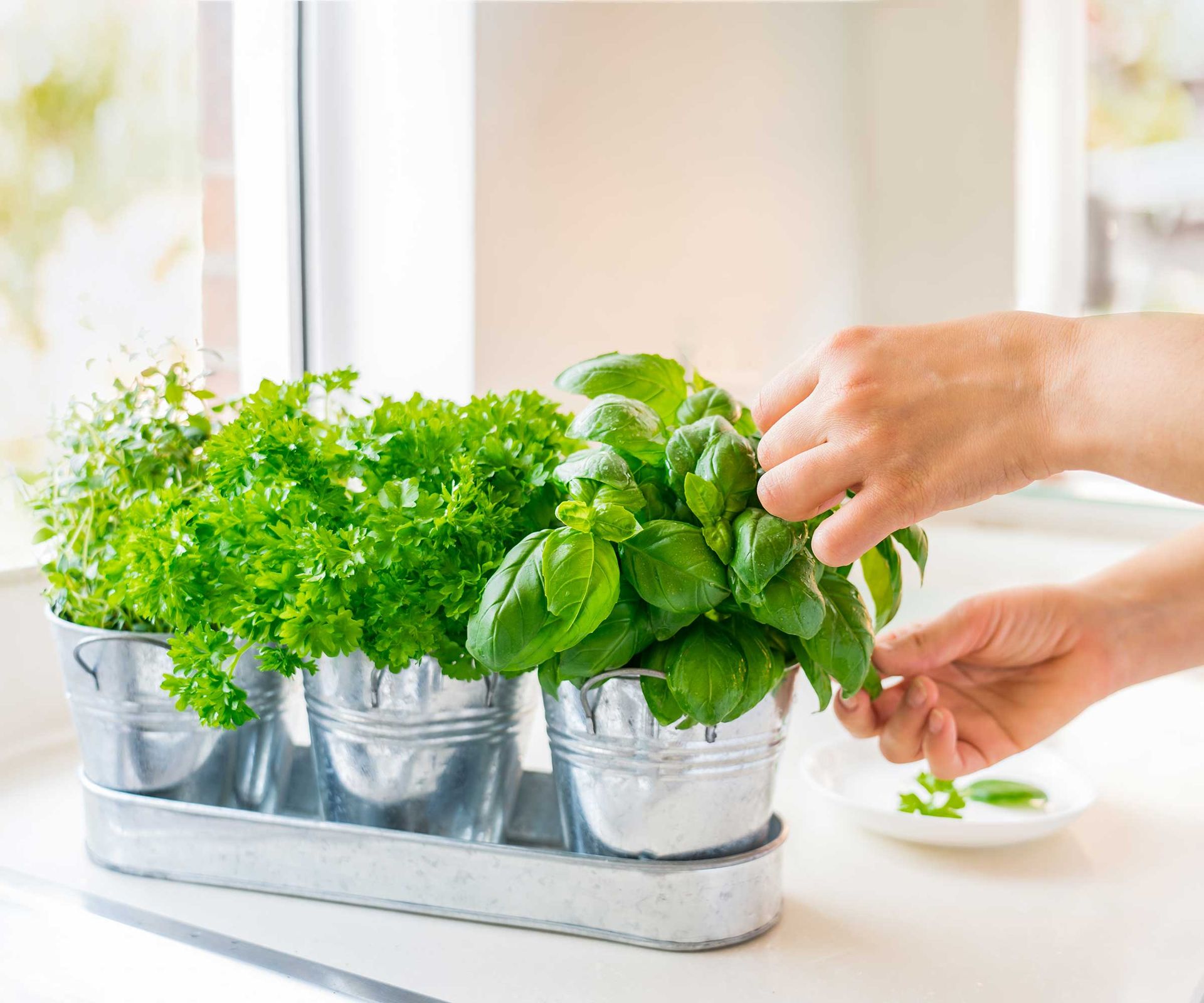 How to keep storebought herbs alive indoors 5 tips Homes & Gardens