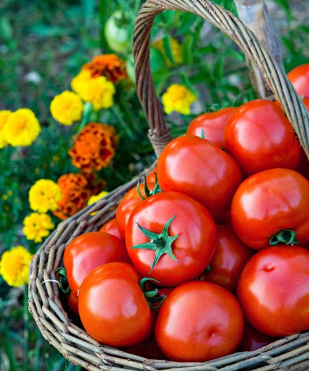 A harvest of tomatoes with marigolds blooming in a vegetable garden