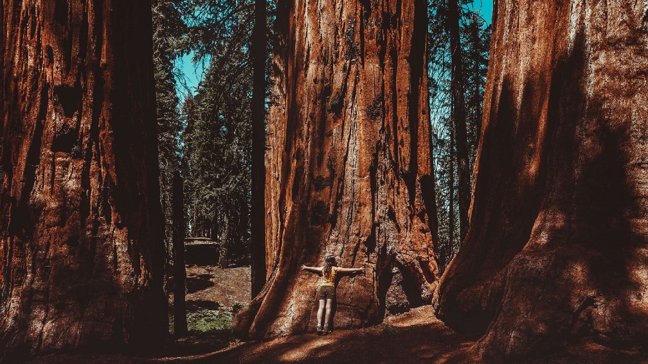 Woman hugging a tree