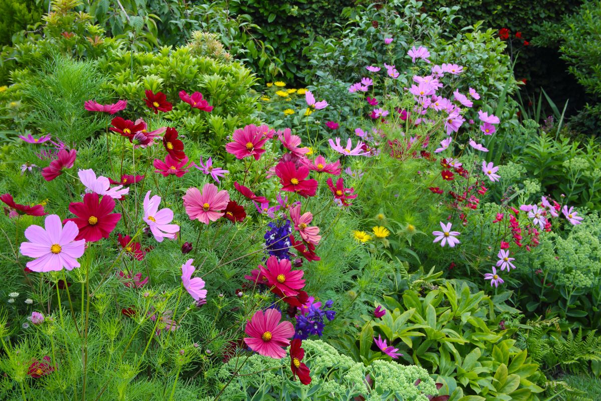 6 graines de fleurs à croissance rapide à planter maintenant pour profiter d'un jardin en pleine floraison avant de vous en rendre compte