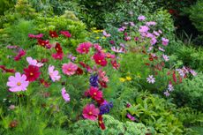 A spring garden with cosmos flowers amongst shrubs