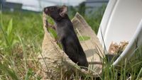 Photo of a black mouse standing up against a piece of trash outdoors, in grass. 