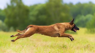 Belgian malinois running