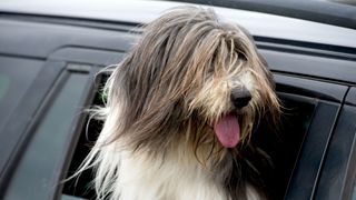 Old Enligh sheepdog looking out a car window