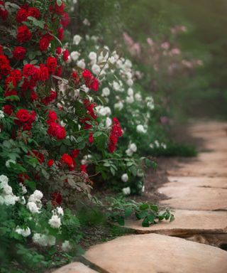 path bordered with rose bushes