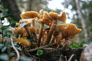 Armillaria mushroom