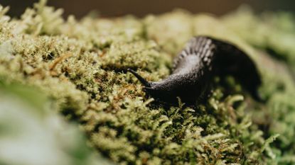 How to get rid of slugs: slug on moss