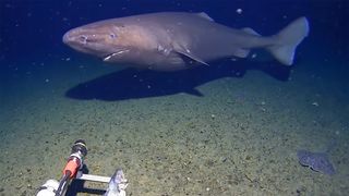Underwater camera films shark in Antarctic Ocean, thought to be a world first 