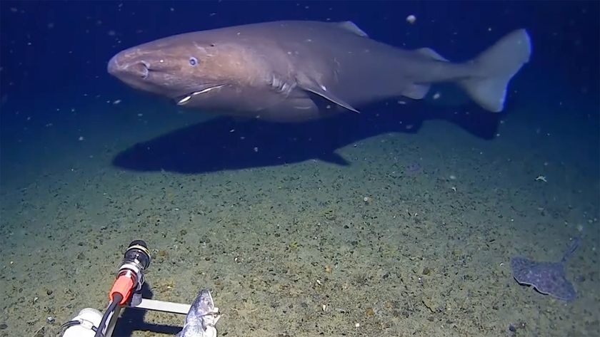 Screenshot from video captured by Minderoo-UWA Deep-Sea Research Centre of a sleeper shark in Antarctica 