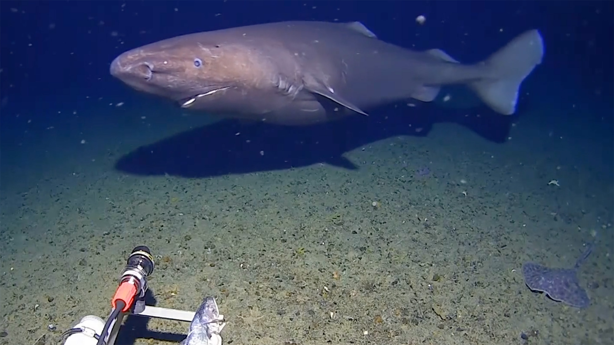 Screenshot from video captured by Minderoo-UWA Deep-Sea Research Centre of a sleeper shark in Antarctica 