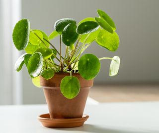 Pilea peperomioides houseplant in terracotta pot at home