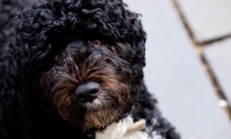 Bo Obama, the First Family&amp;#039;s Portuguese Water Dog