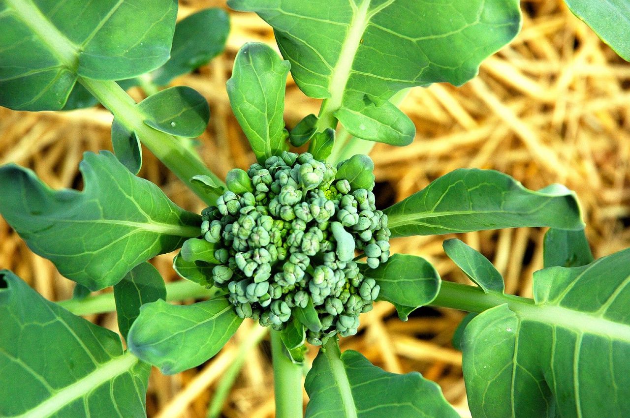 Small Formed Heads Of Broccoli