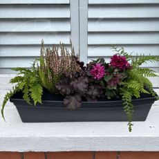 Window box with purple and green plants in