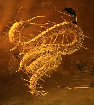 A centipede preserved 50 million years ago in stick tree resin, which became amber.