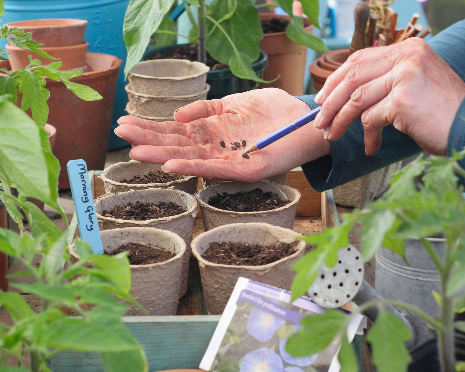 Morning glory care and growing guide tips for these climbers