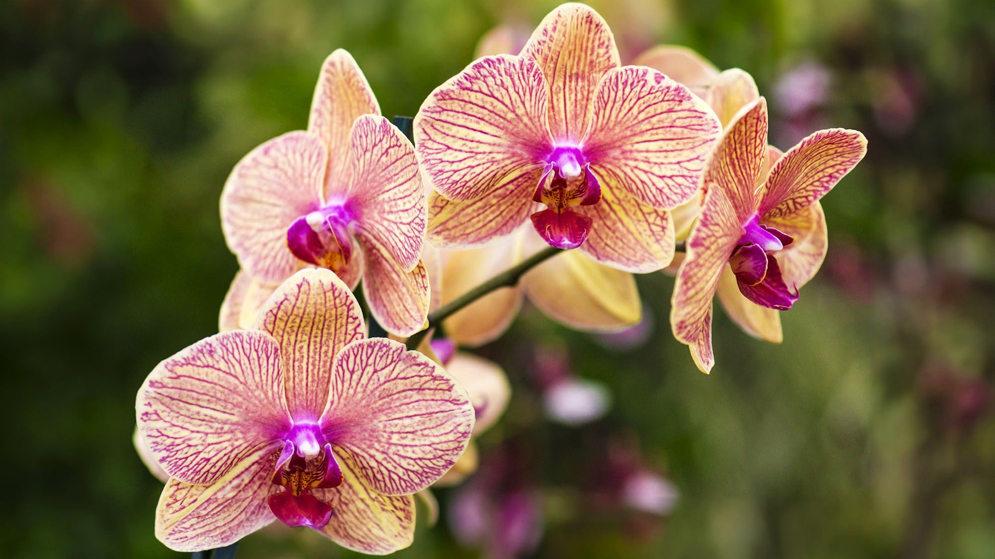 Orchid multiple orange flowers with crimson stripe an pink column, throat and lip.