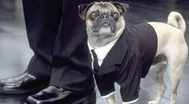 Frank The Pug (Men in Black)