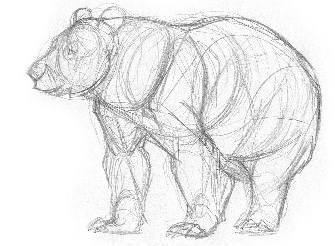 How to draw a bear | Creative Bloq