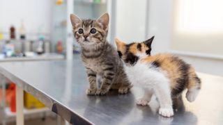 Two kittens at vet's office