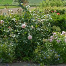 A garden with pink roses growing alongside other plants