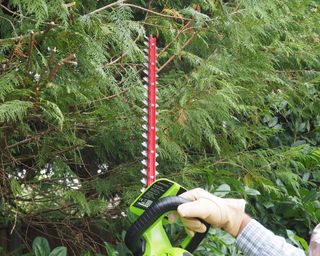 cutting an evergreen hedge with a cordless hedge trimmer