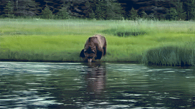Clip of a bear drinking from a stream